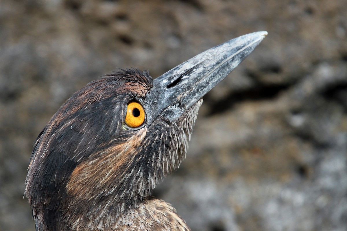 Yellow-crowned Night Heron - Rhys Marsh