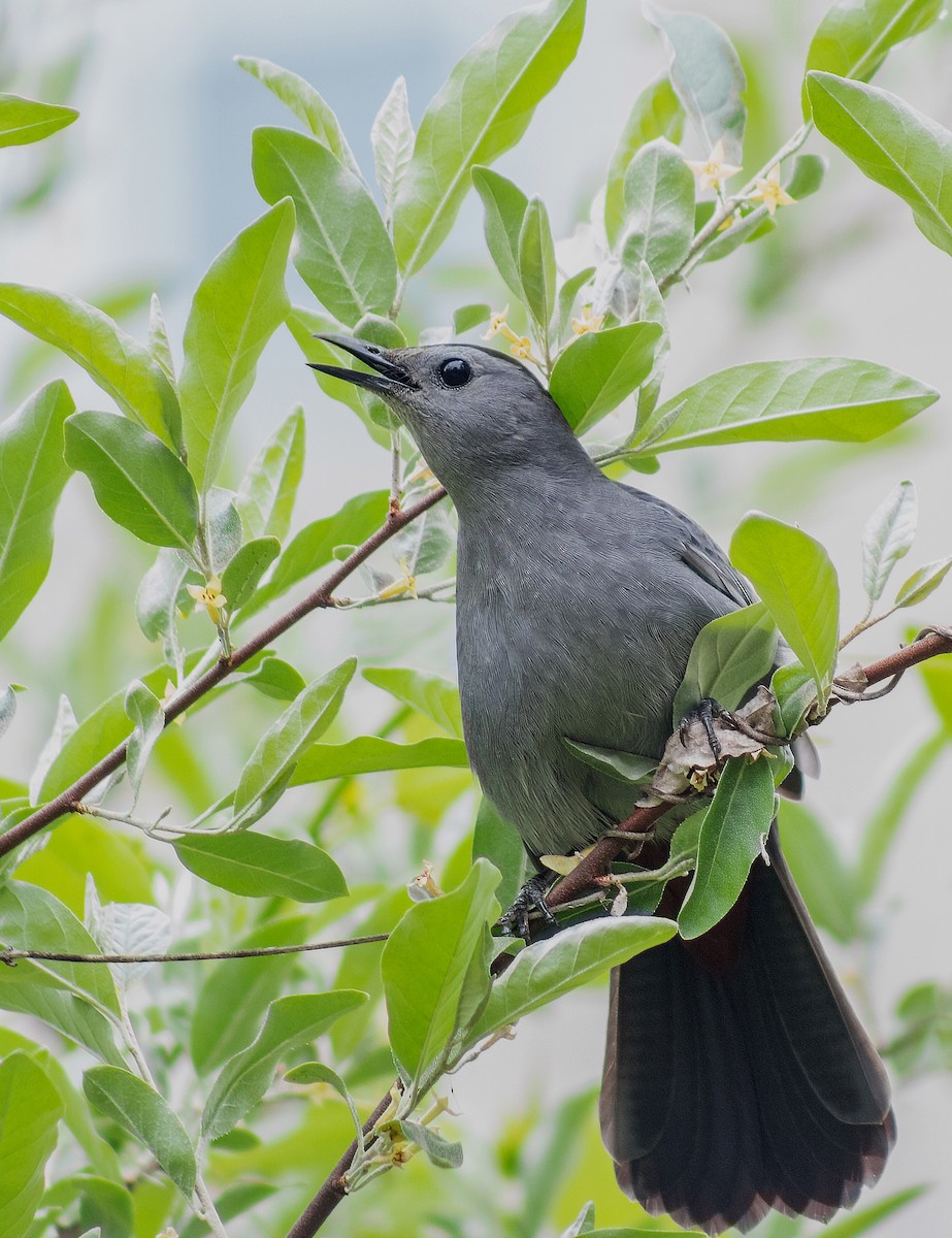 Gray Catbird - Charlotte Farrell