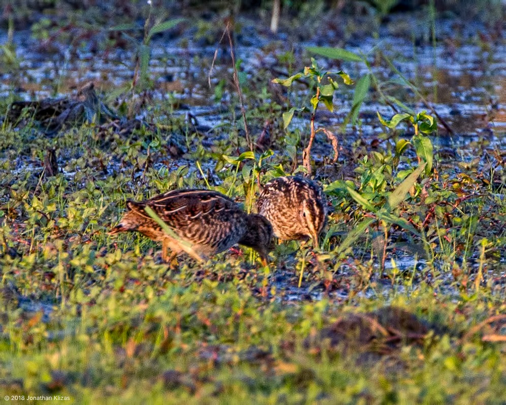 Wilson's Snipe - Jonathan Klizas