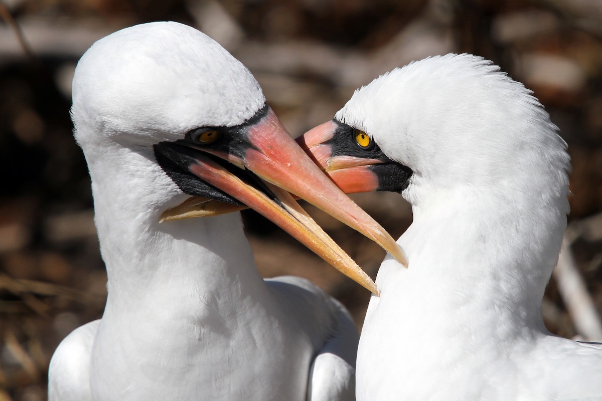 Nazca Booby - Rhys Marsh