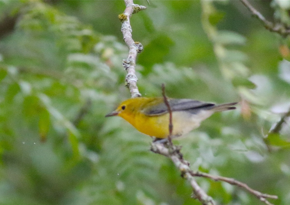 Prothonotary Warbler - ML113755681