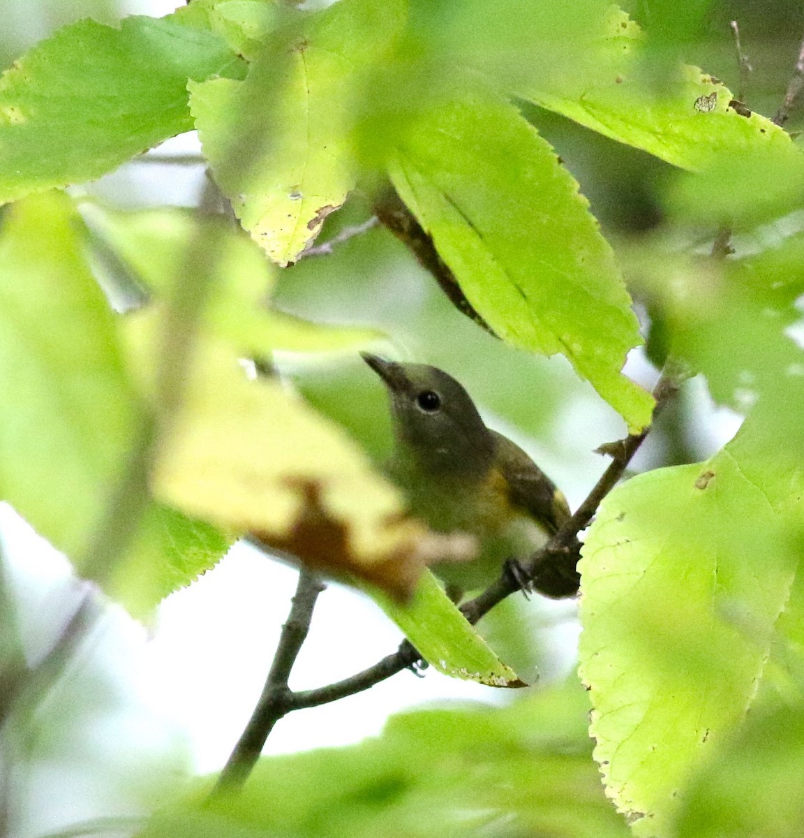 American Redstart - ML113755861