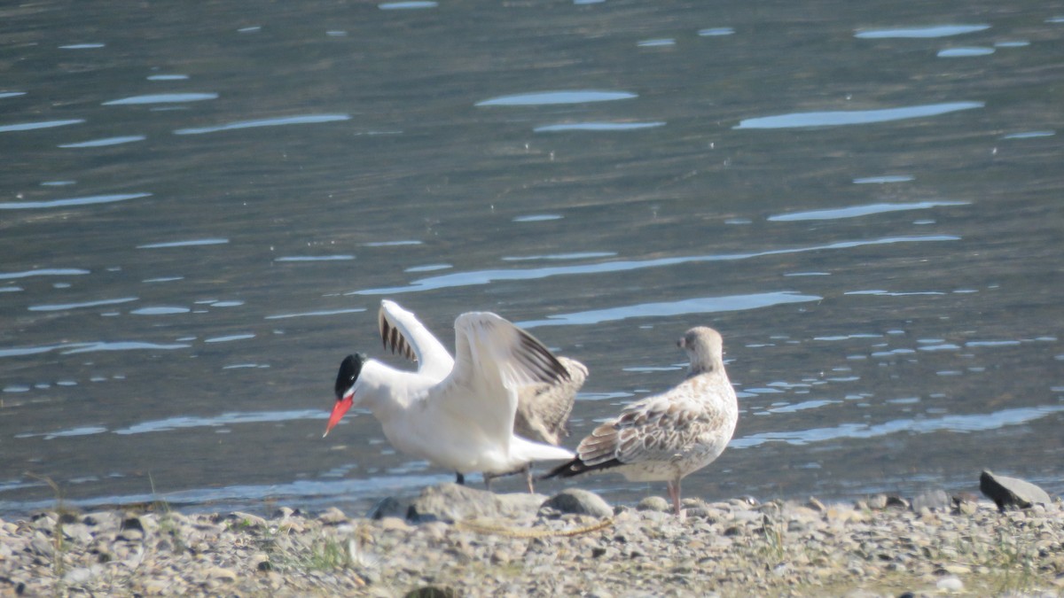 Caspian Tern - ML113755931