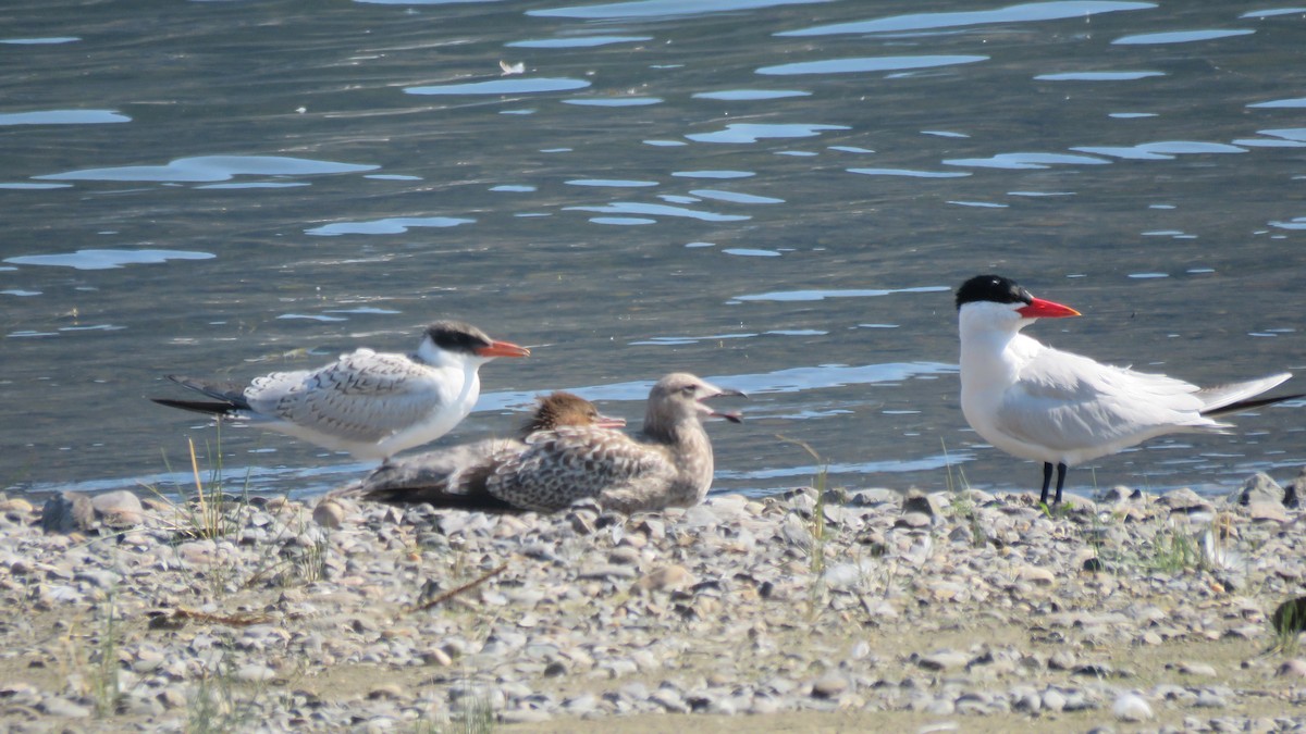 Caspian Tern - ML113755941