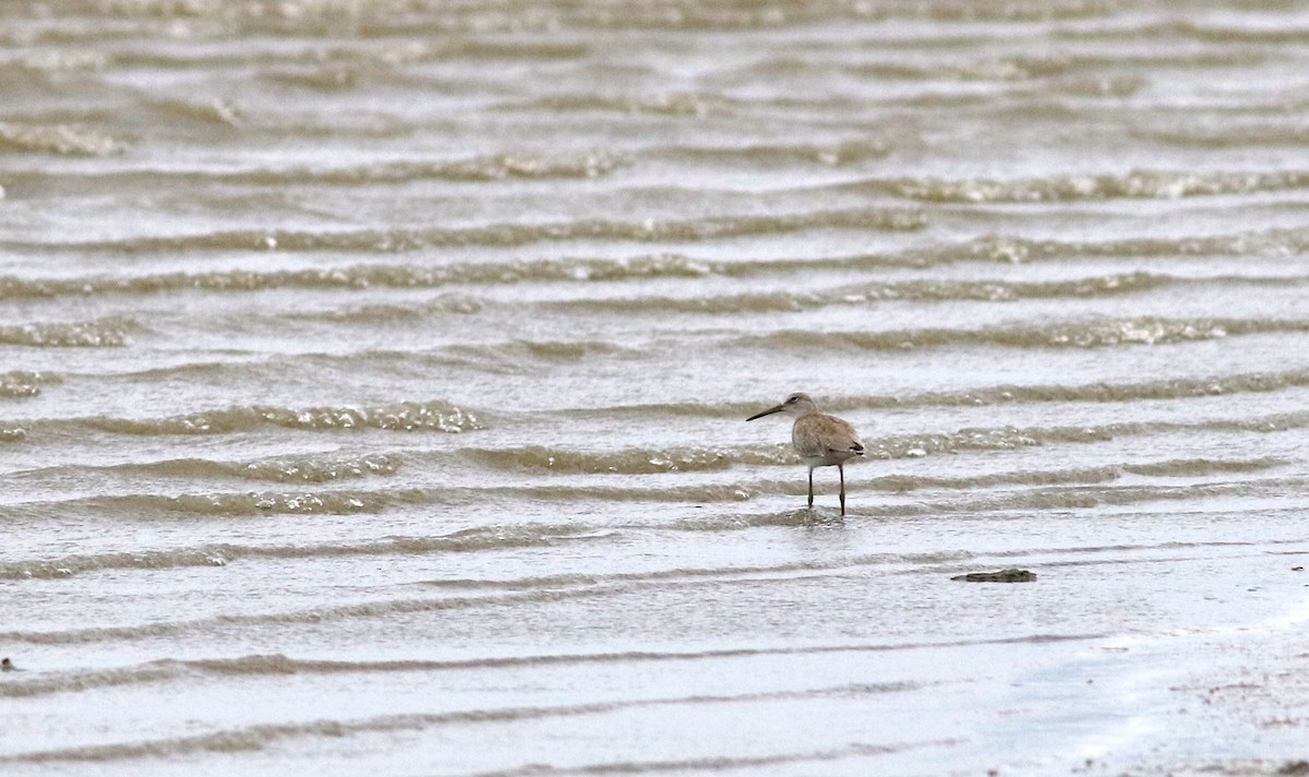 Willet - Corey Entriken