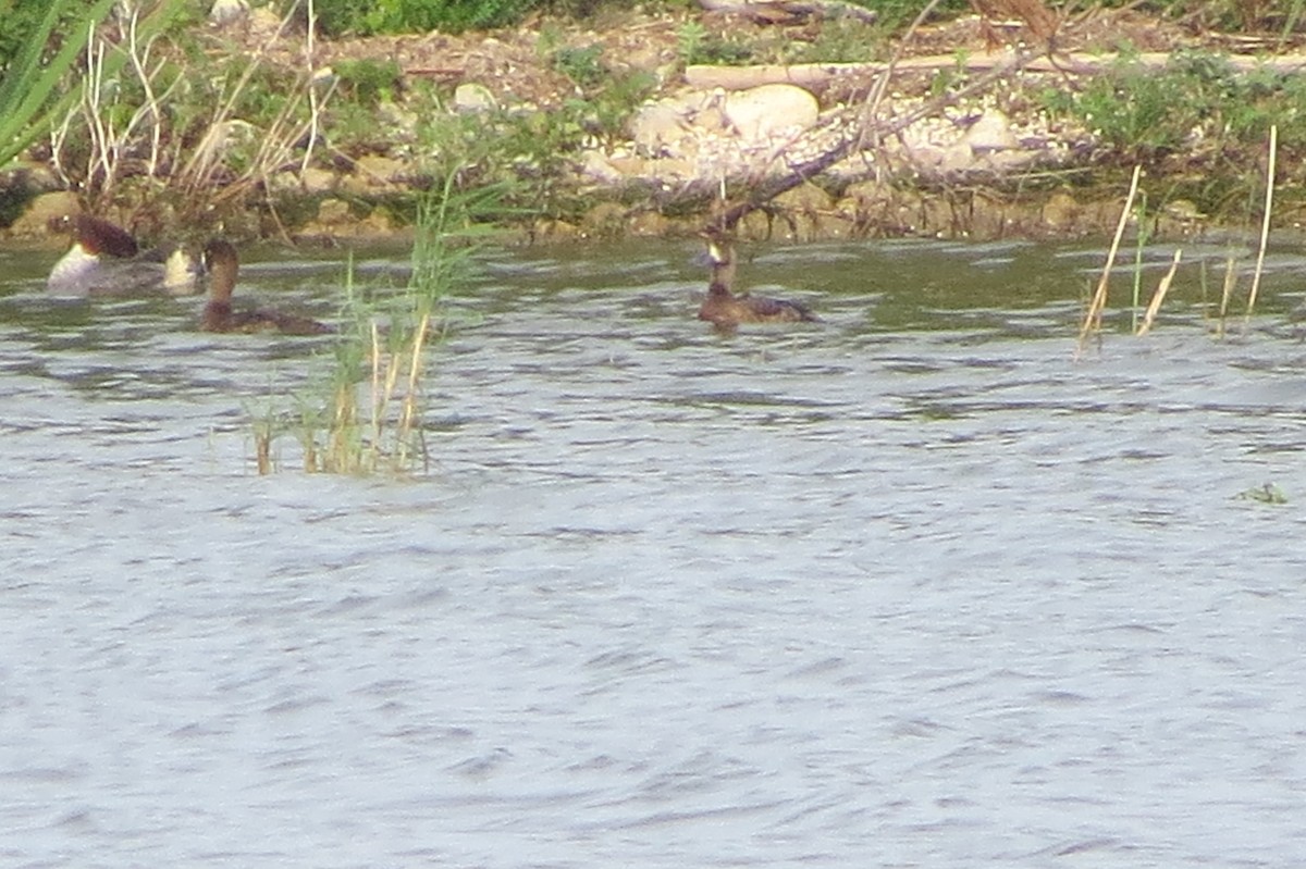 Lesser Scaup - Marilyn Ohler