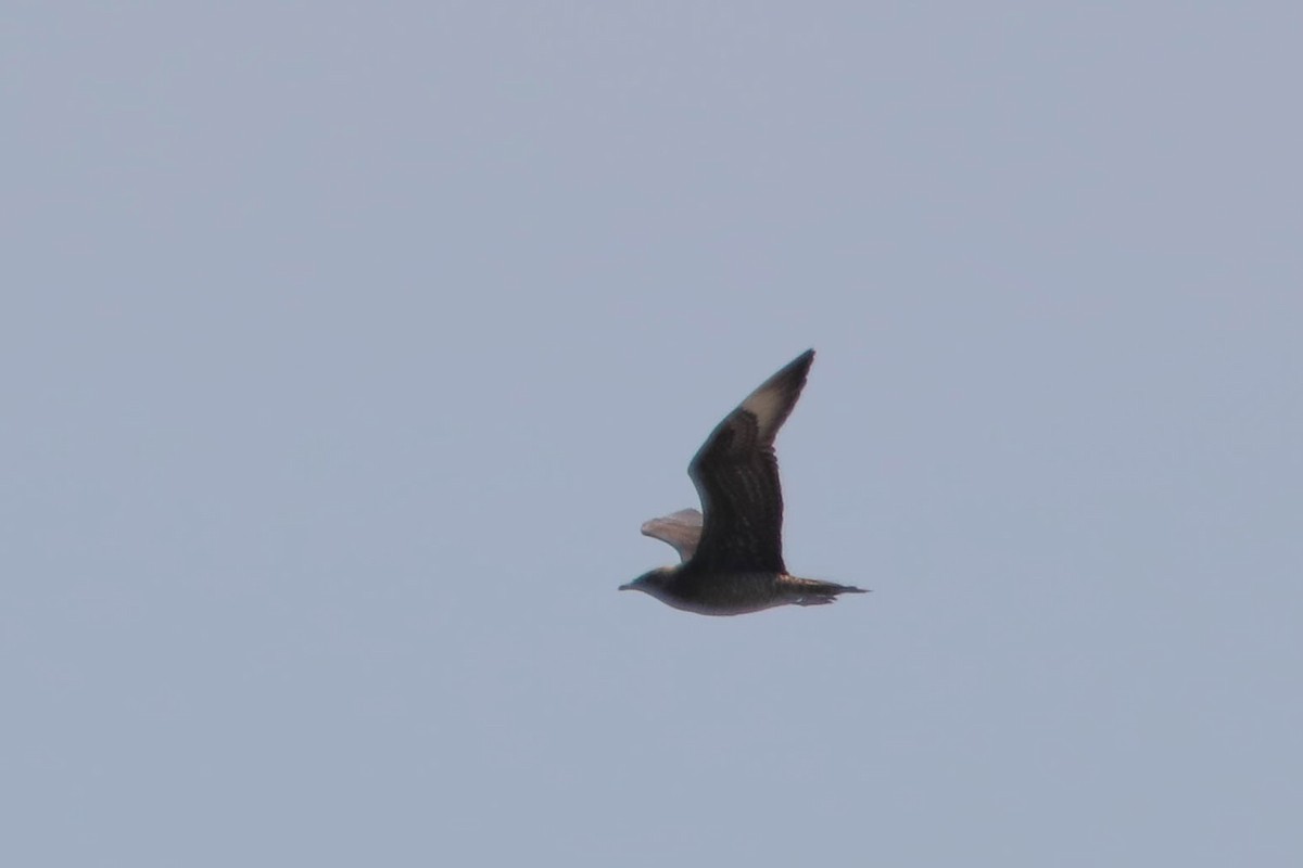 Parasitic Jaeger - Jen Sanford