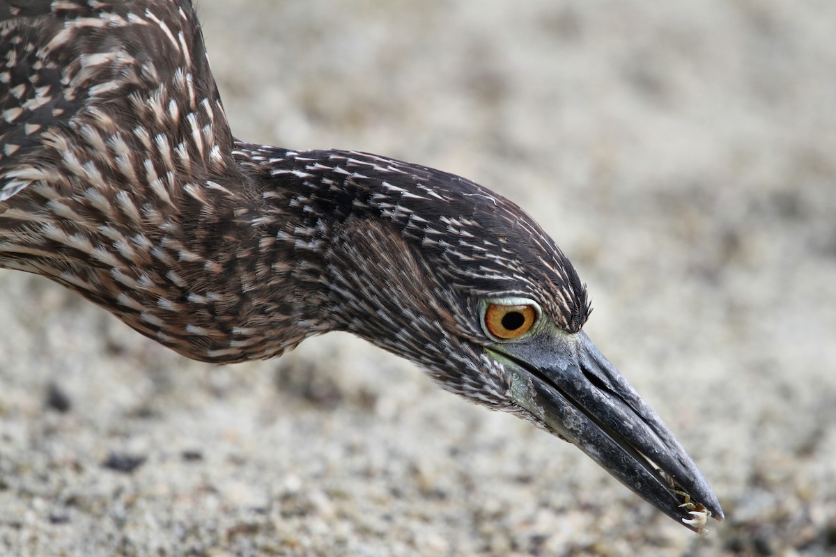 Yellow-crowned Night Heron - Rhys Marsh