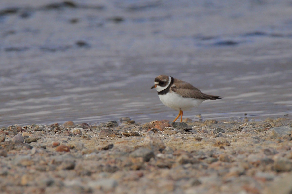 Semipalmated Plover - ML113758011