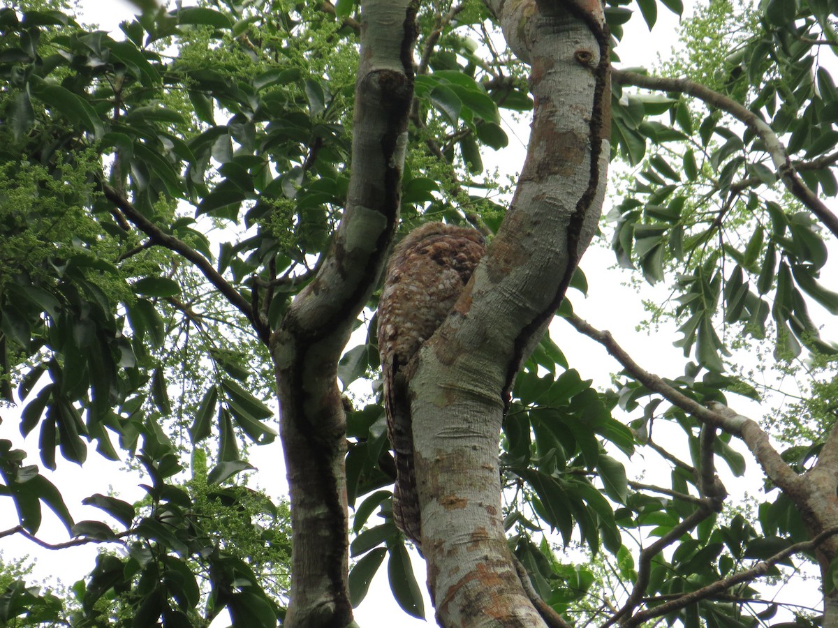 Great Potoo - Gabriel Utria - Quetzal Birdwatch