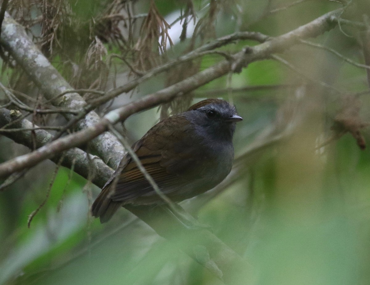 Slaty Gnateater - Sandy Vorpahl