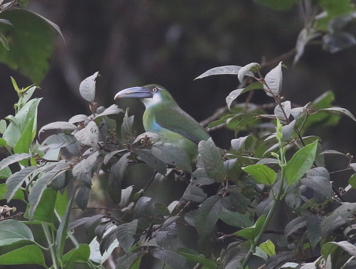 Blue-banded Toucanet - Sandy Vorpahl