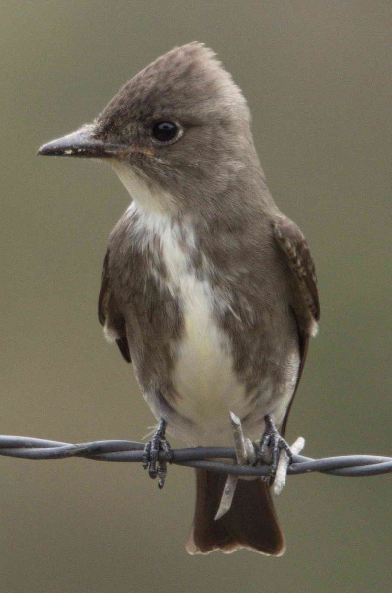 Olive-sided Flycatcher - ML113759461