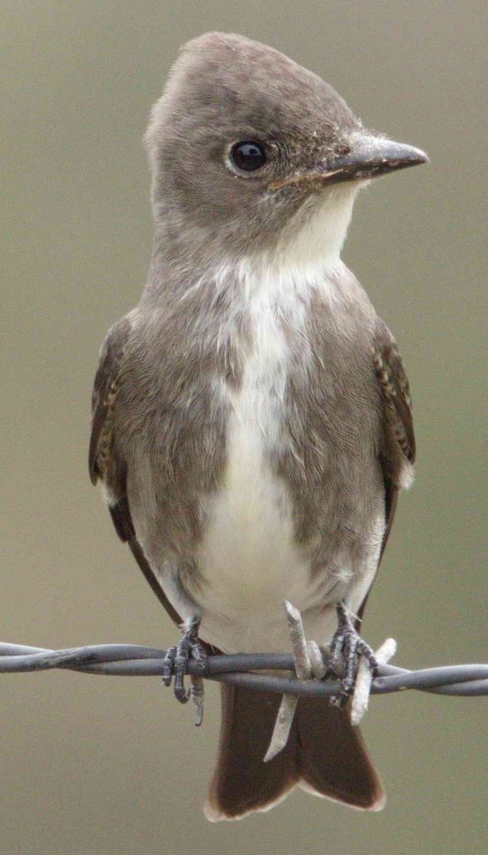 Olive-sided Flycatcher - ML113759471