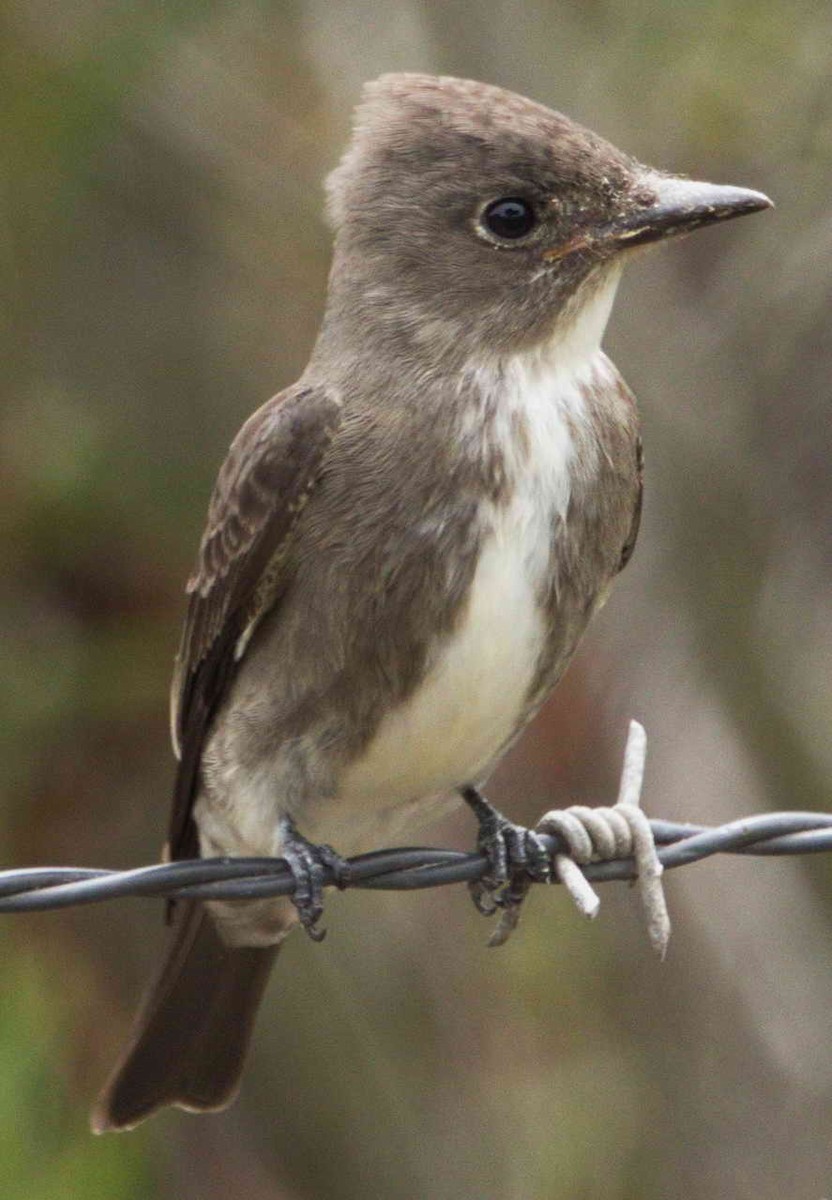 Olive-sided Flycatcher - ML113759491