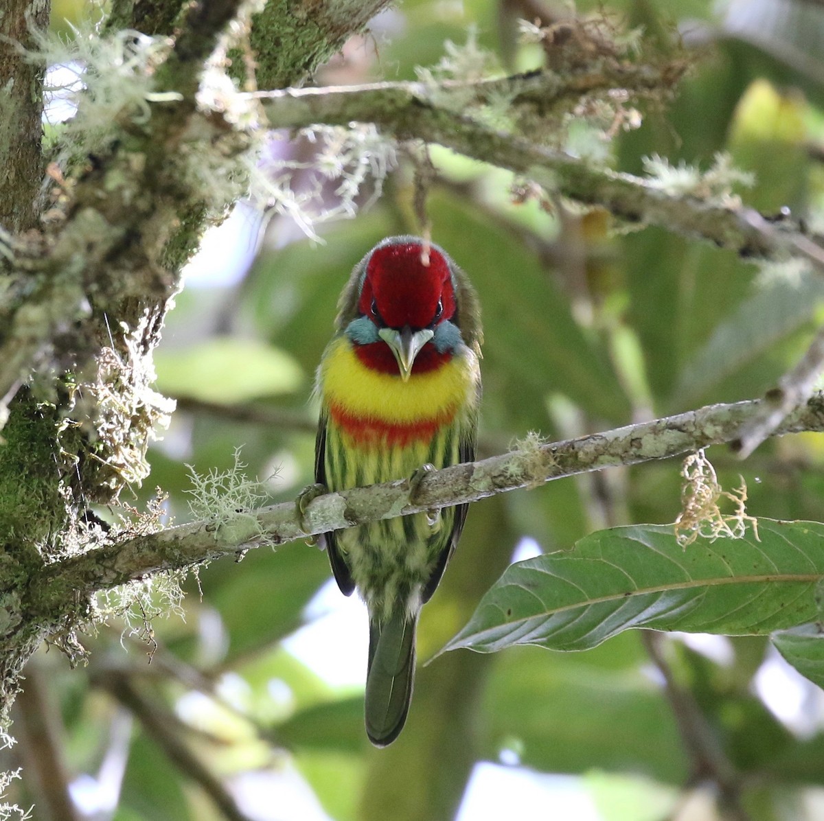 Versicolored Barbet - ML113759631