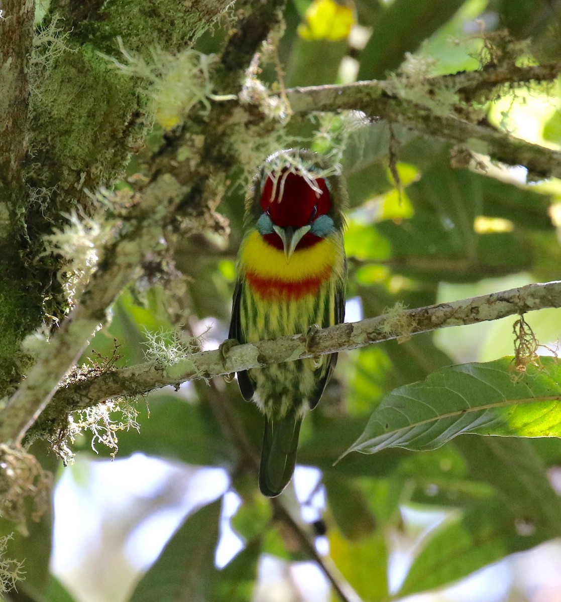 Versicolored Barbet - ML113759641