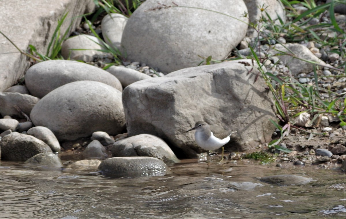 Spotted Sandpiper - ML113761261