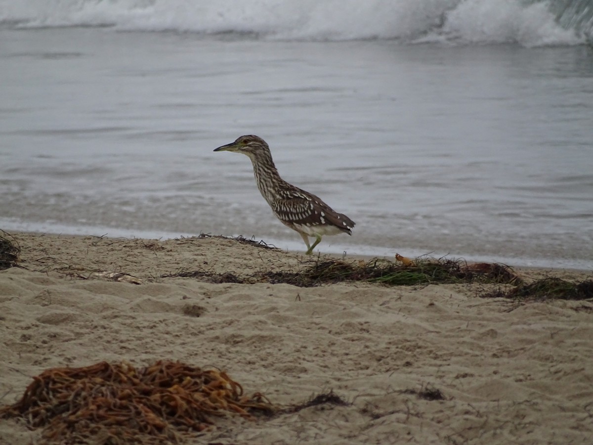 Black-crowned Night Heron - ML113761771