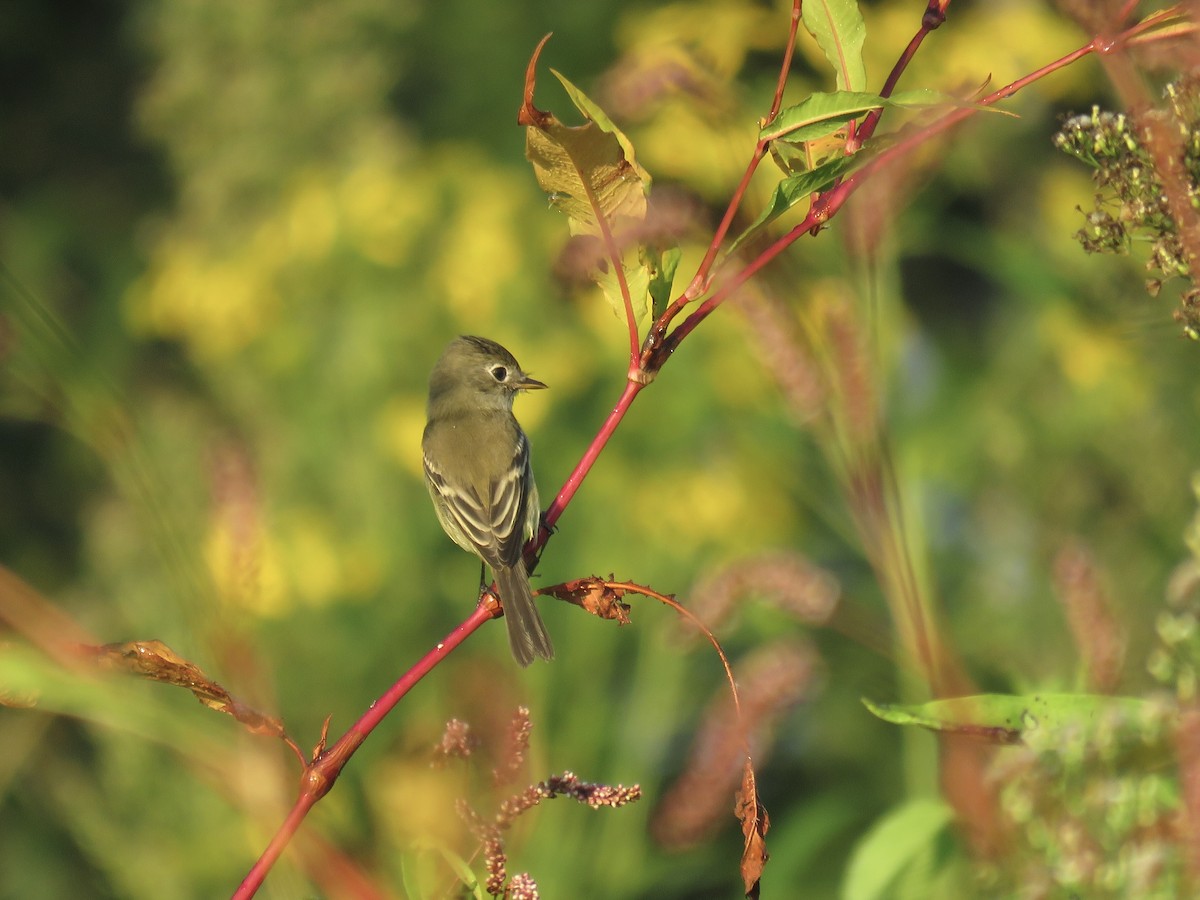 Least Flycatcher - Anonymous