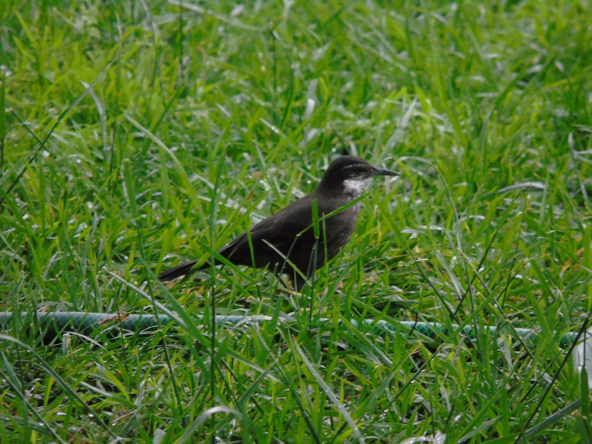 Remolinera Costera Chilena - ML113763631