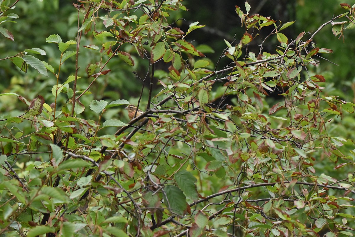 Rose-breasted Grosbeak - ML113764581