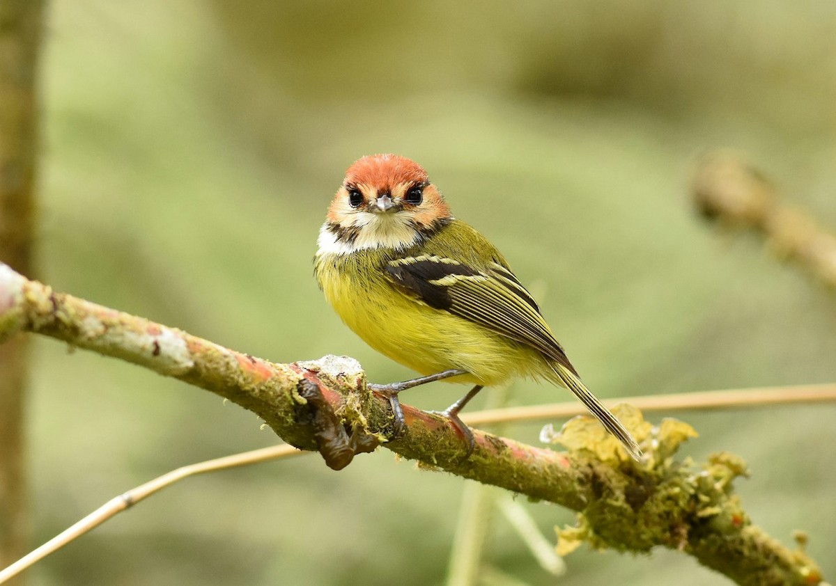 Rufous-crowned Tody-Flycatcher - ML113767651