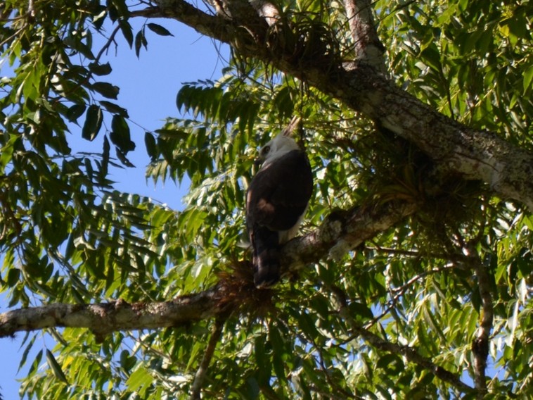 Águila Galana - ML113767941