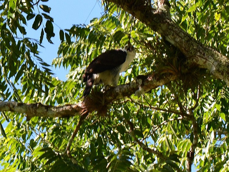 Águila Galana - ML113767961