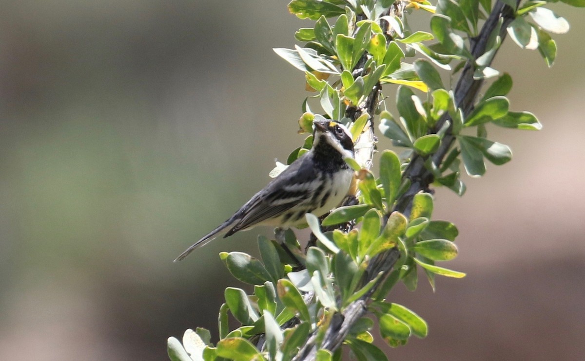 Black-throated Gray Warbler - ML113768241