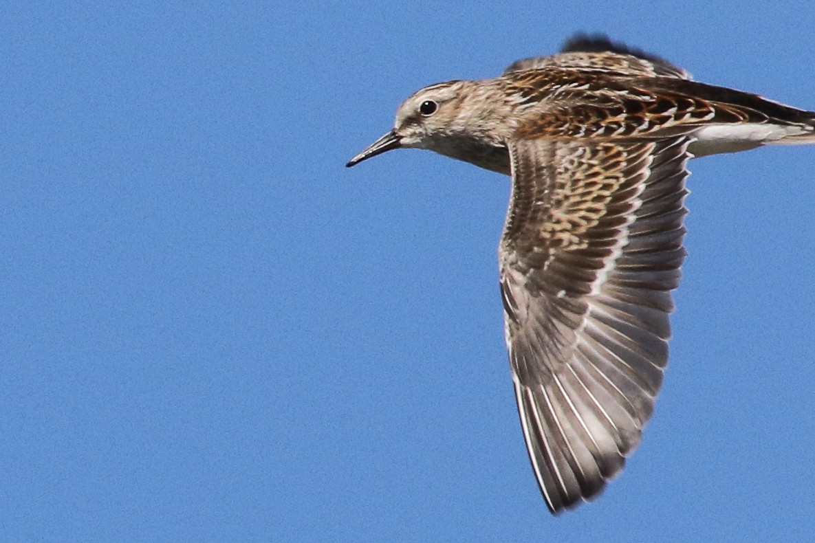 pygmésnipe - ML113768341