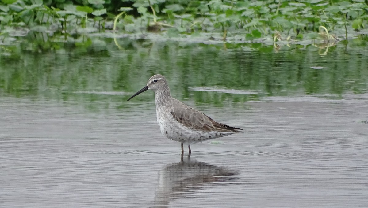 Bindenstrandläufer - ML113769451