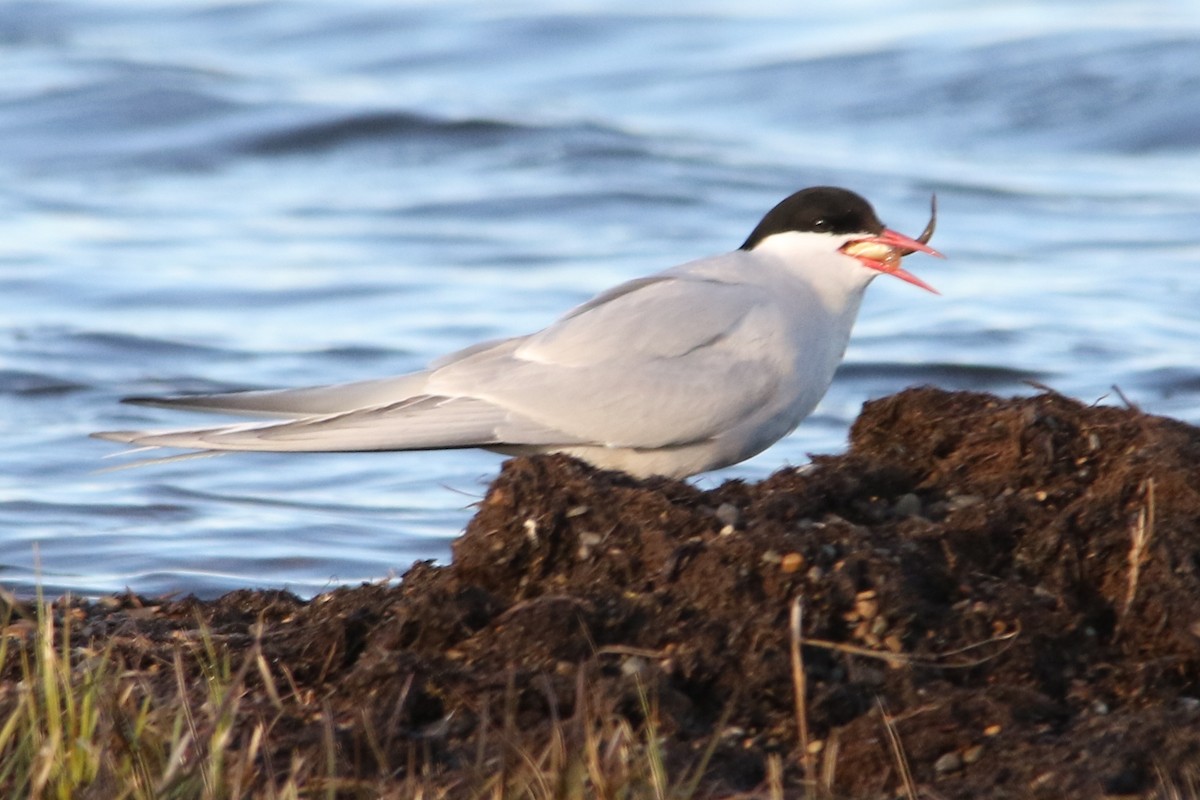 Arctic Tern - Louis Hoeniger