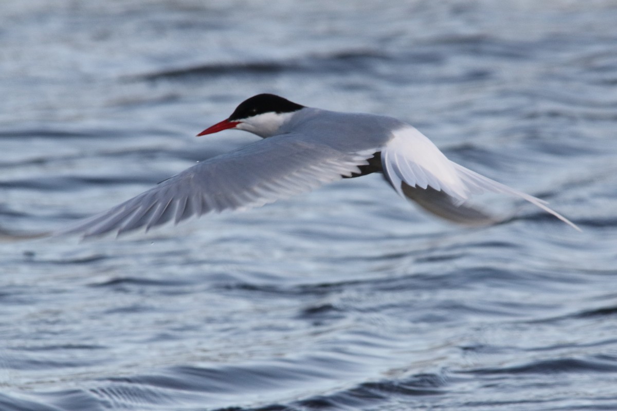 Arctic Tern - ML113770151