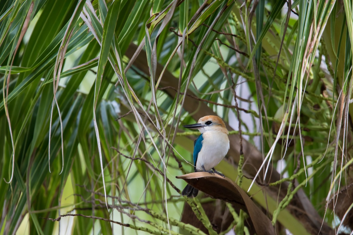 Tuamotu Kingfisher (Niau) - Mike Greenfelder