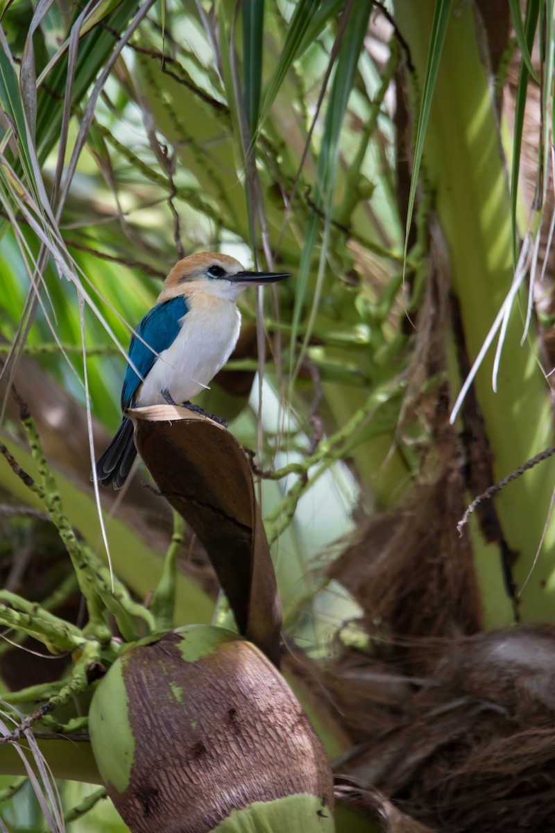 Tuamotu Kingfisher (Niau) - Mike Greenfelder