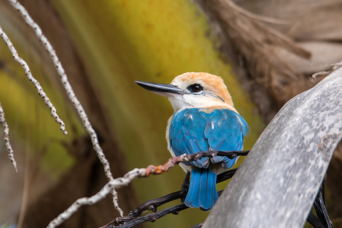 Tuamotu Kingfisher (Niau) - Mike Greenfelder