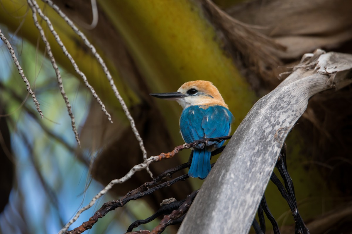 Tuamotu Kingfisher (Niau) - Mike Greenfelder