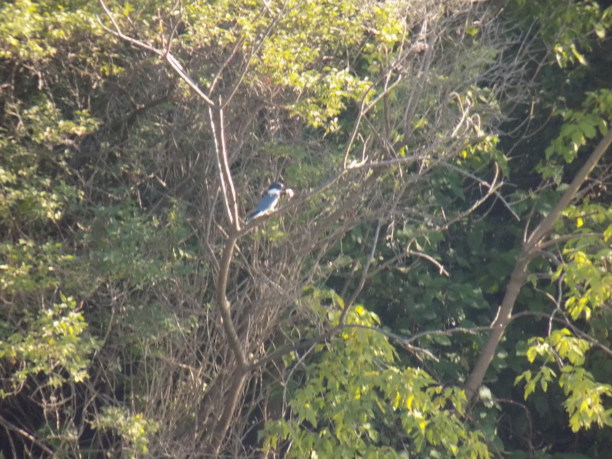 Belted Kingfisher - Juan Ramírez