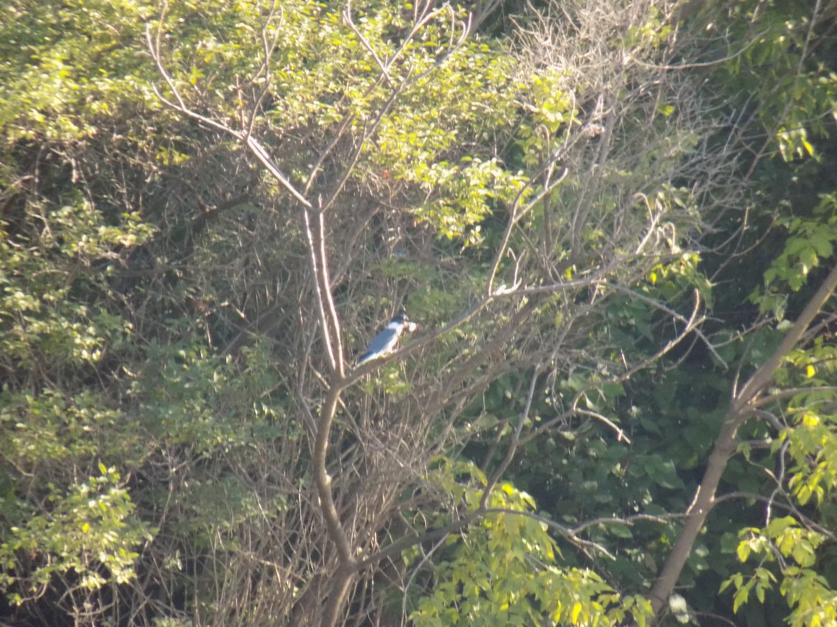 Belted Kingfisher - Juan Ramírez