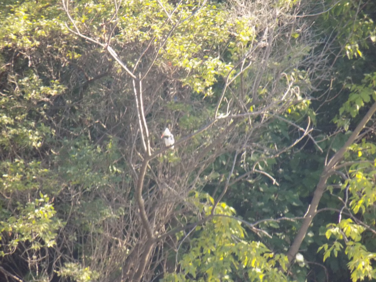 Belted Kingfisher - Juan Ramírez