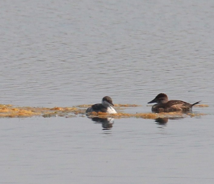 Horned Grebe - ML113772941