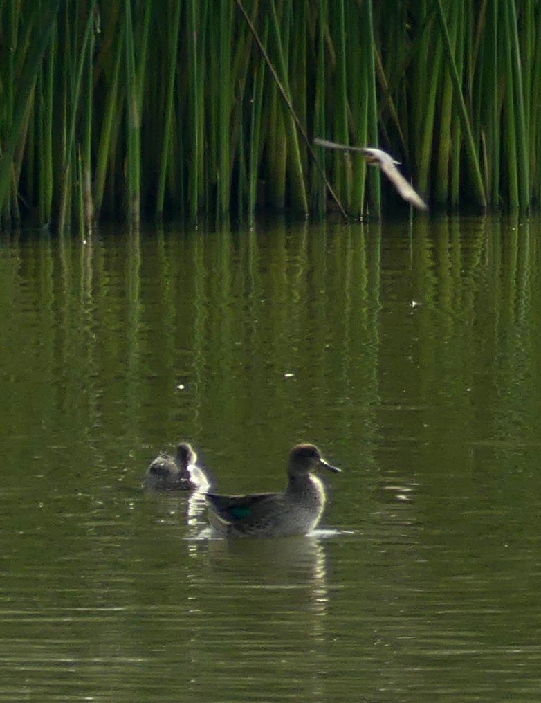 Green-winged Teal - ML113773391