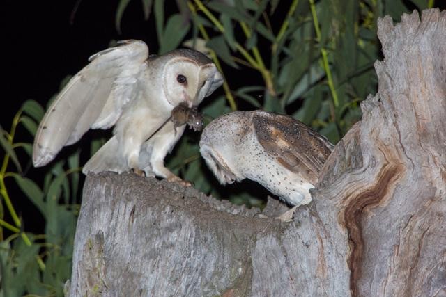 Barn Owl - ML113776221