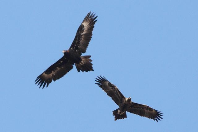 Wedge-tailed Eagle - ML113777101