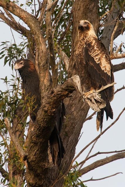 Wedge-tailed Eagle - ML113777241