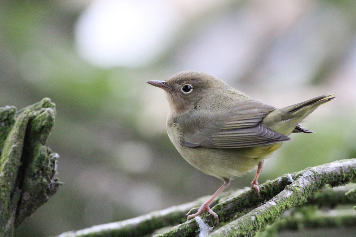 Connecticut Warbler - John Garrett