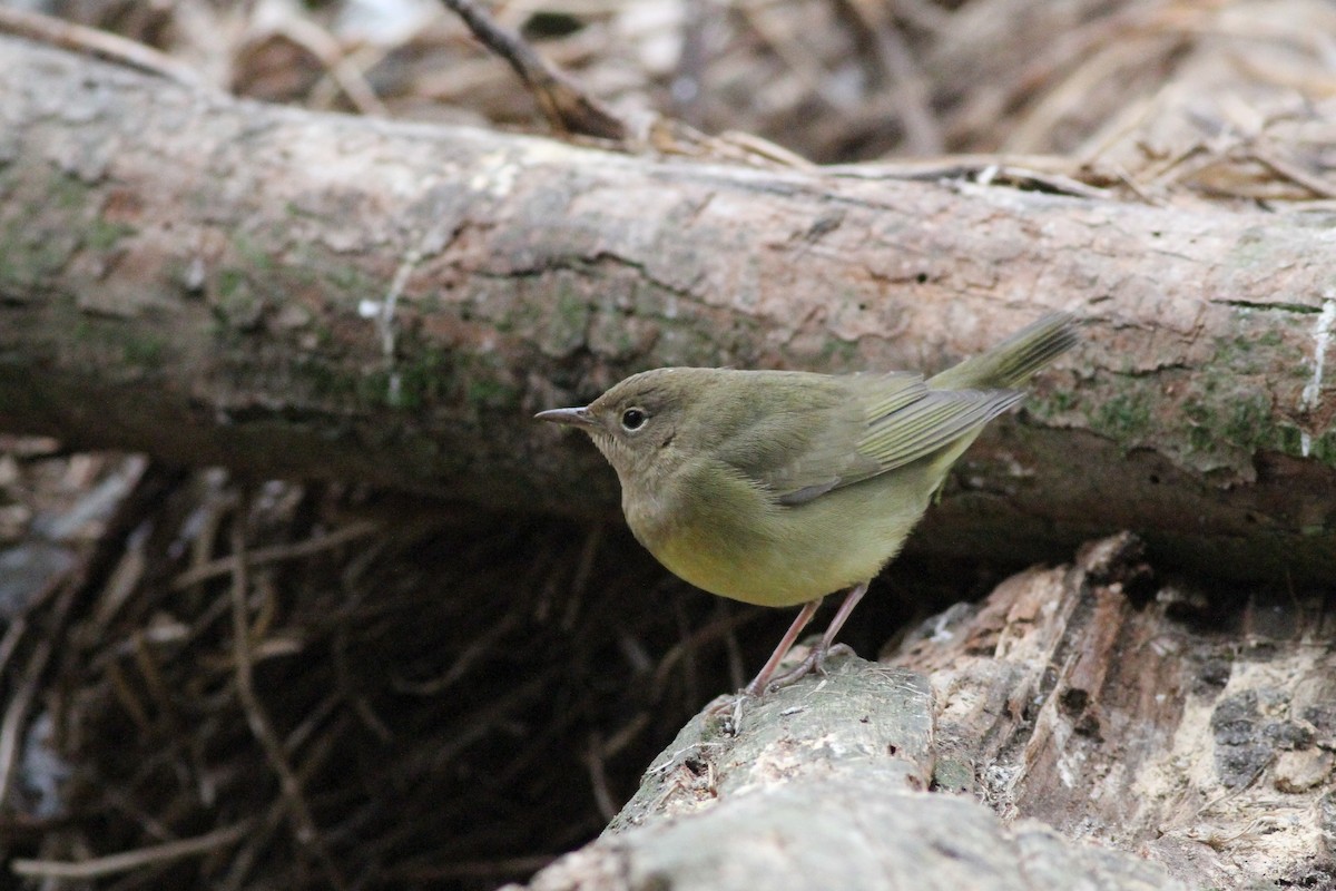 Connecticut Warbler - John Garrett