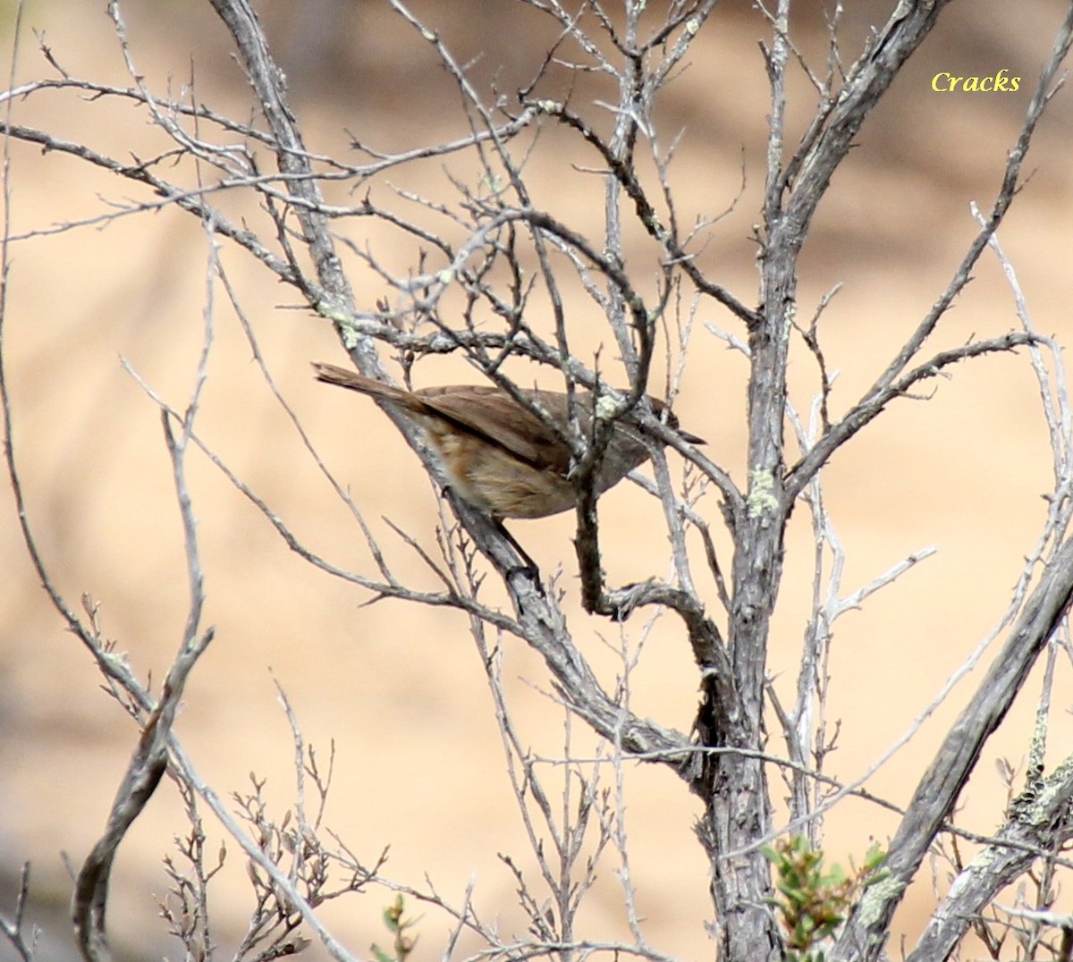 Redthroat - ML113778201