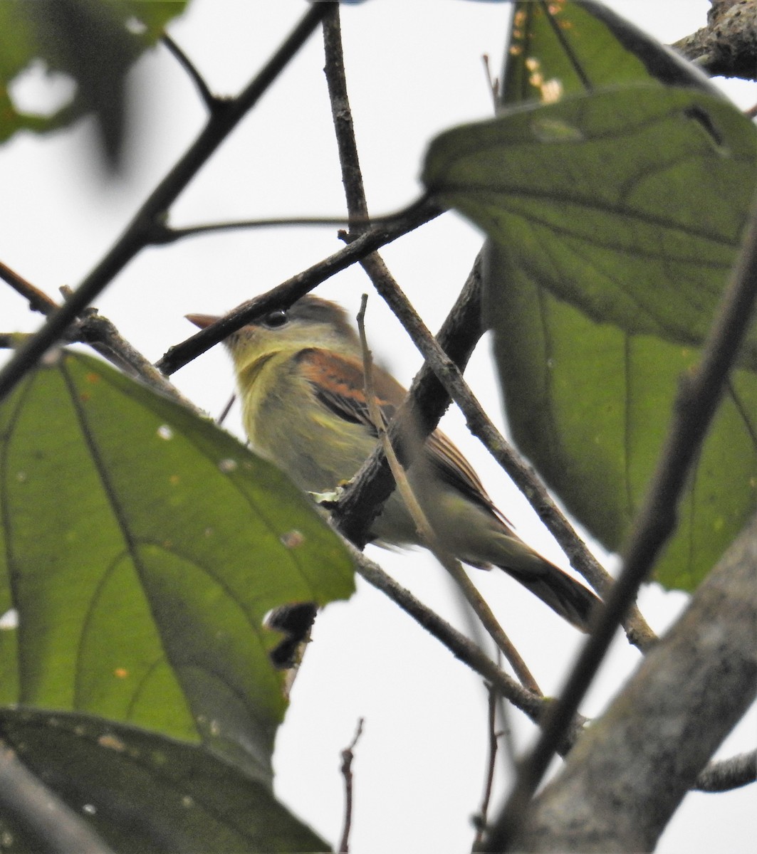 White-winged Becard - ML113778301